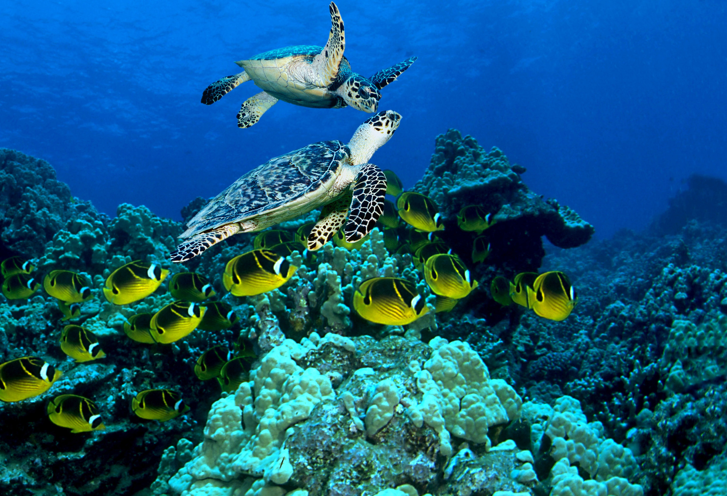 thank you for booking an appointment with Billie Sharp of innov8 graphic design