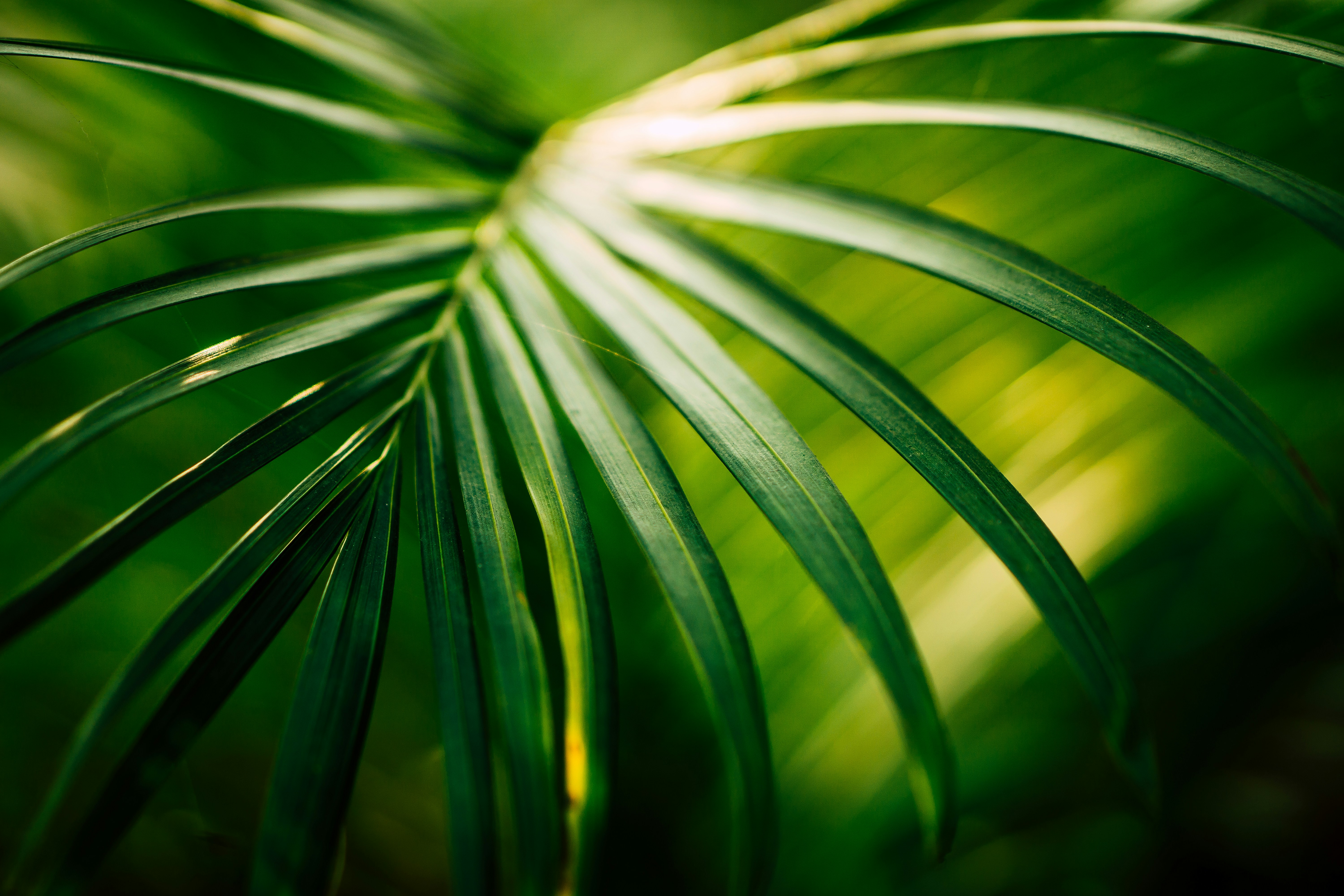 A photo of bright green foliage by Dewang Gupta on Unsplash.com