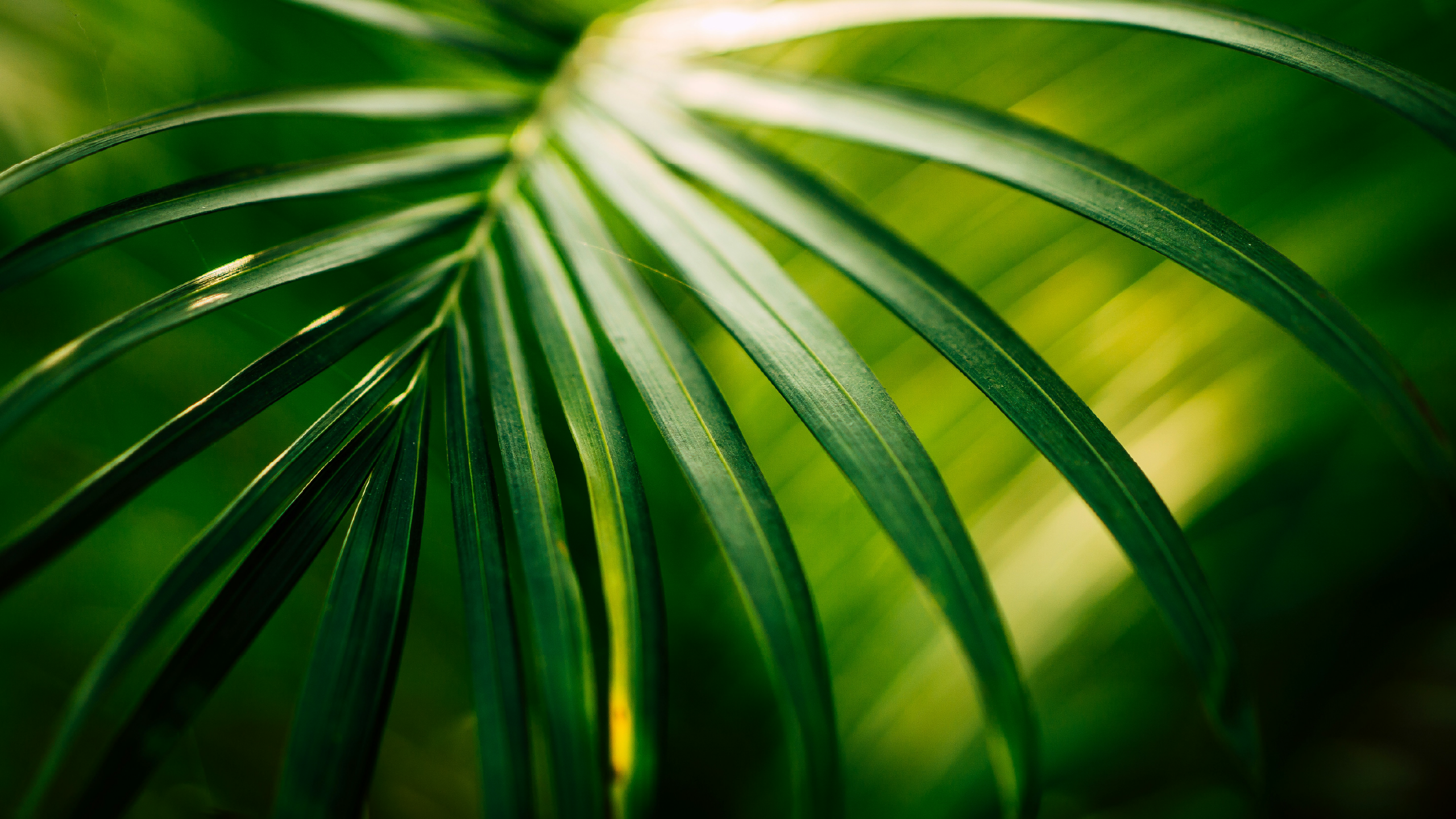 A photo of bright green foliage by Dewang Gupta on Unsplash.com
